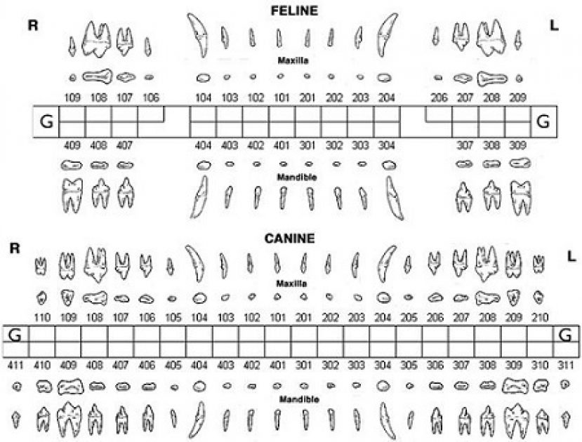 Canine And Feline Dental Chart